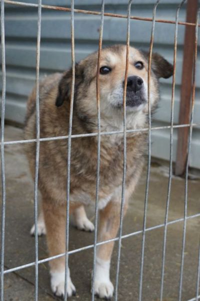 Gwen blickt traurig durch das Zwingergitter in die Kamera.