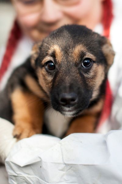 Welpe auf dem Arm schaut in die Kamera