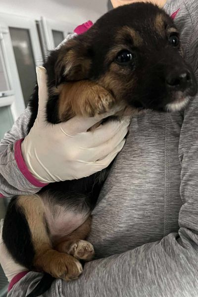 Hund kuschelt sich an seine Pflegerin