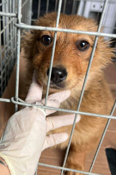 Welpe Madame ist in einer Transportbox