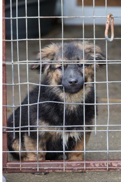 Pudding schaut durch das Gitter