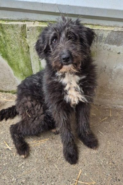 Tara sitzt und schaut in die Kamera