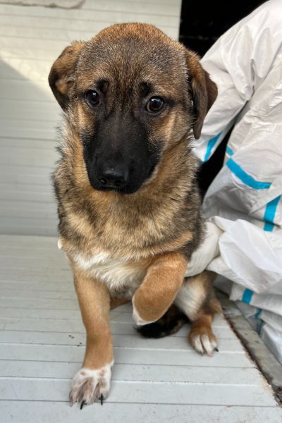 Chupa sitzt und schaut unsicher in die Kamera.