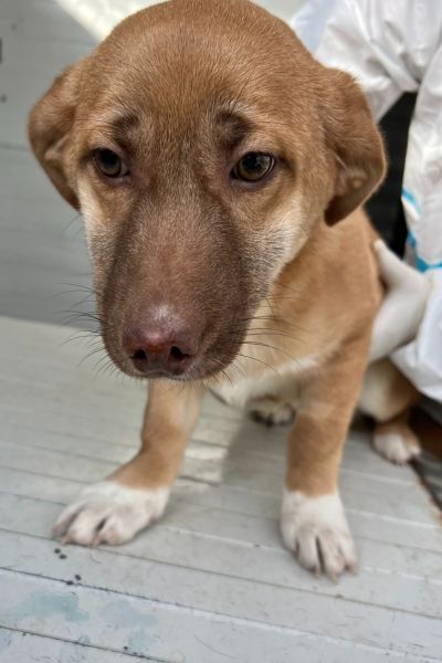 Welpe Chups sitzt und schaut traurig.