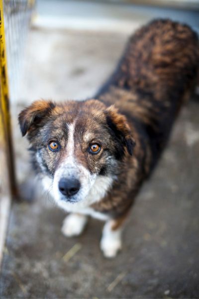 Malou steht in ihrem Zwinger und schaut nach oben.