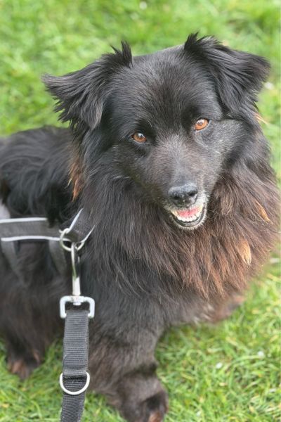 Mori schaut neugierig hoch in die Kamera.