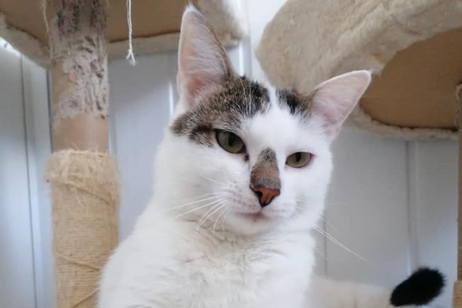 Kater Bento auf dem Kratzbaum