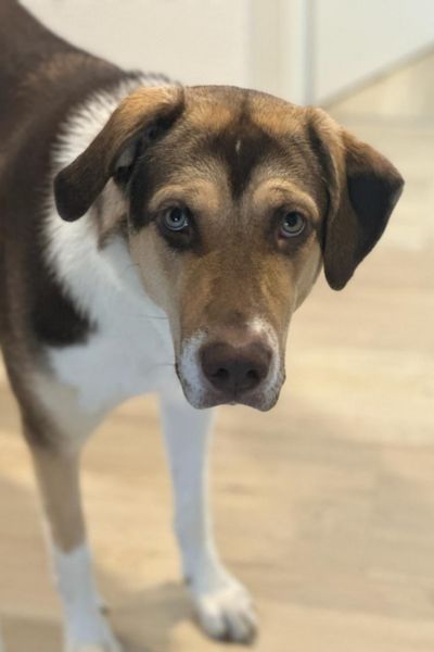 Hündin Lola steht und schaut zur Kamera.