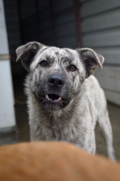 Rüde Tiger schaut mit neugierigem Blick in die Kamera.