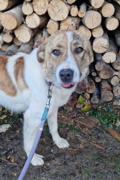 Hündin Baby schaut zutraulich in die Kamera.