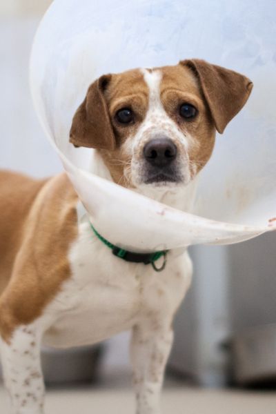 Rüde Donut schaut aufmerksam und trägt eine Halskrause.