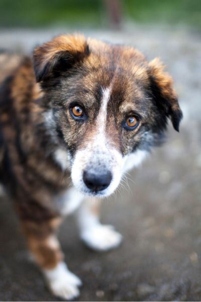 Hündin Malou schaut neugierig in die Kamera.
