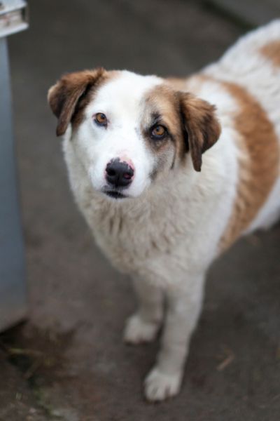Hündin Merle schaut neugierig in die Kamera.