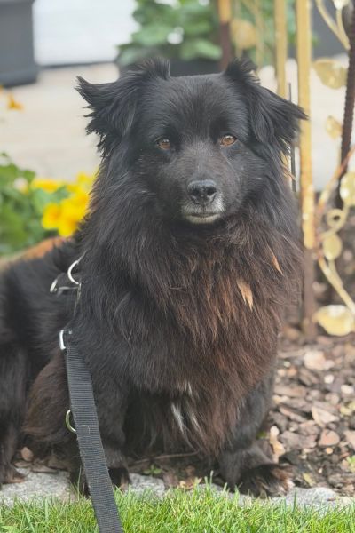 Rüde Mori sitzt im Garten und schaut aufmerksam.