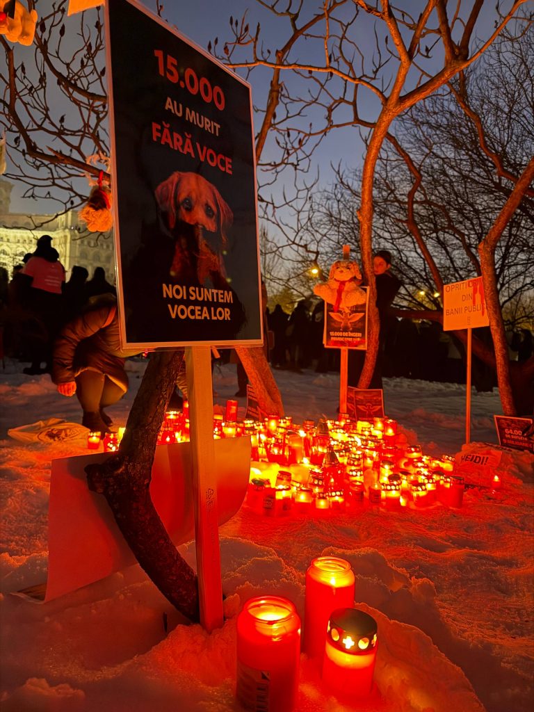 Ein Lichtermeer für alle getöteten Hunde