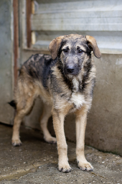 Scone steht im Shelter und schaut traurig in die Kamera