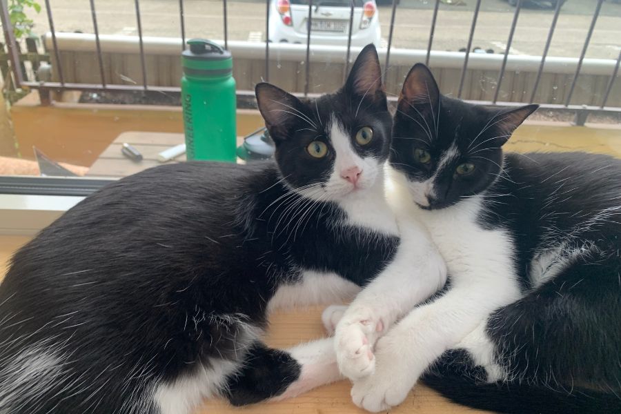 Merlin und Nemo sind immer zusammen