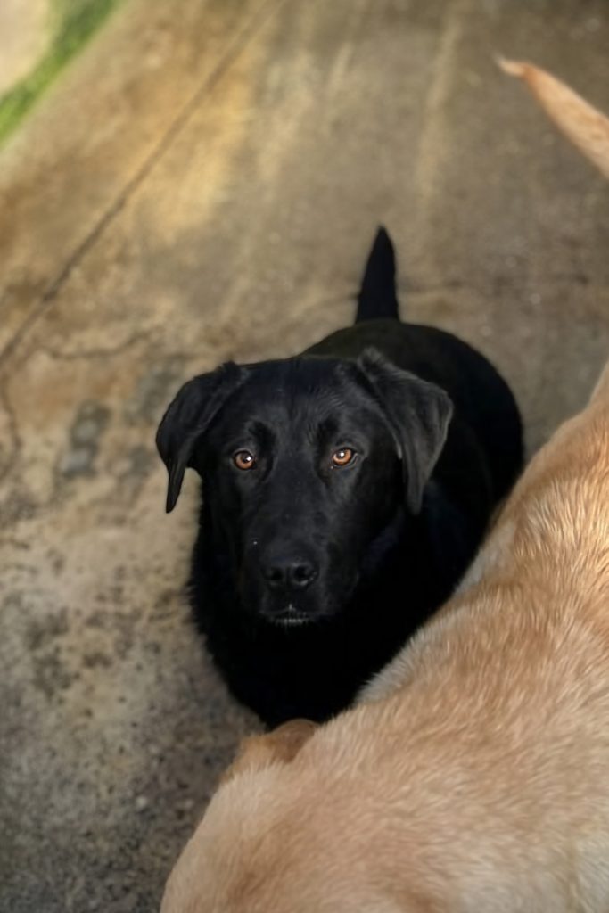 Nahaufnahme der schwarzen Junghündin Choco