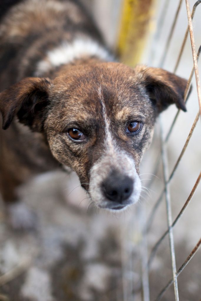Hündin Emilia steht und schaut zur Kamera.