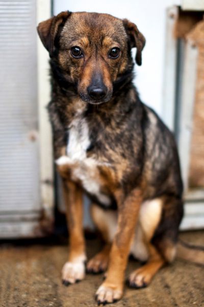 Braun-weiße Hündin Malea schaut in die Kamera.