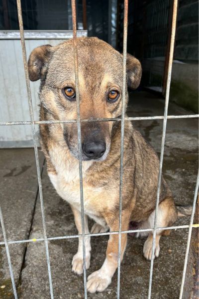 Die braune Hündin Nele schaut in die Kamera.