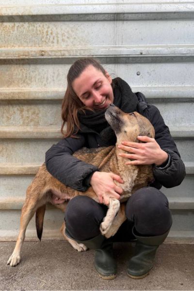 Die braune Hündin Nele schaut in die Kamera.