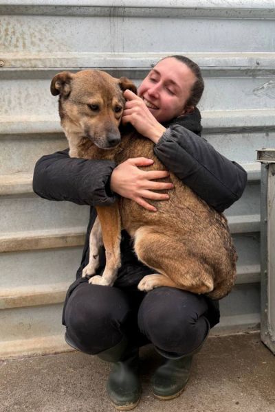 Die braune Hündin Nele schaut in die Kamera.
