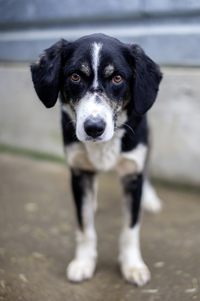 Corvin steht in seinem Shelter und schaut in die Kamera