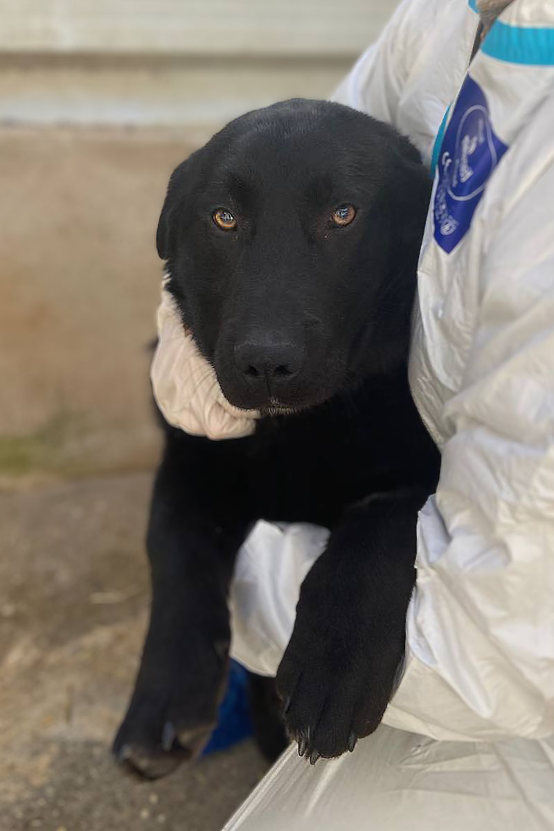 Nahaufnahme der schwarzen Junghündin Choco