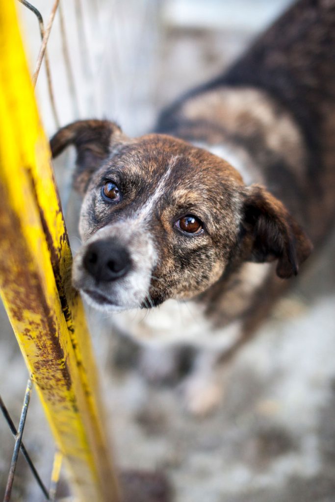 Hündin Emilia steht und schaut zur Kamera.