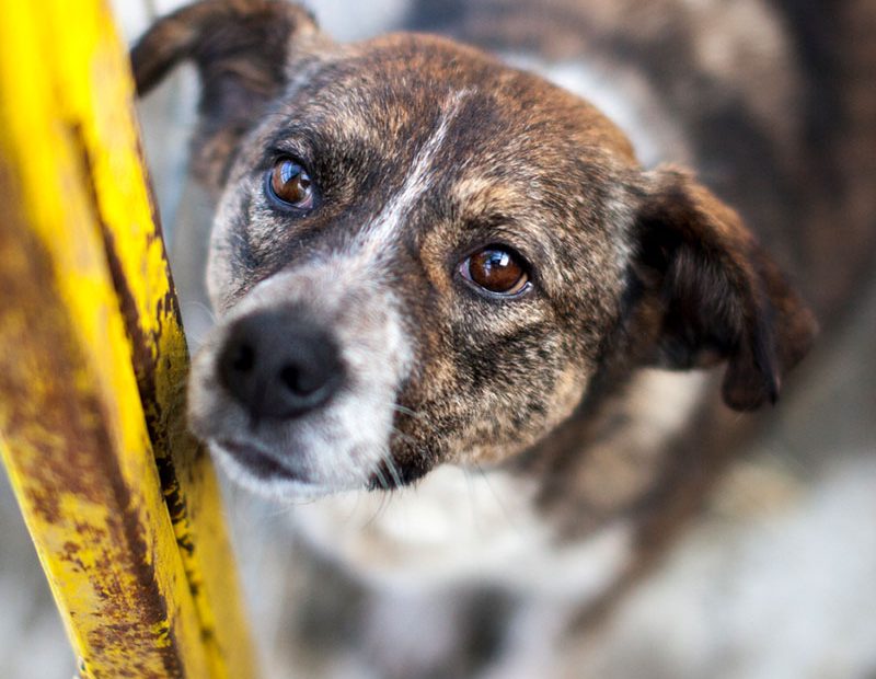 Hündin Emilia steht und schaut zur Kamera.