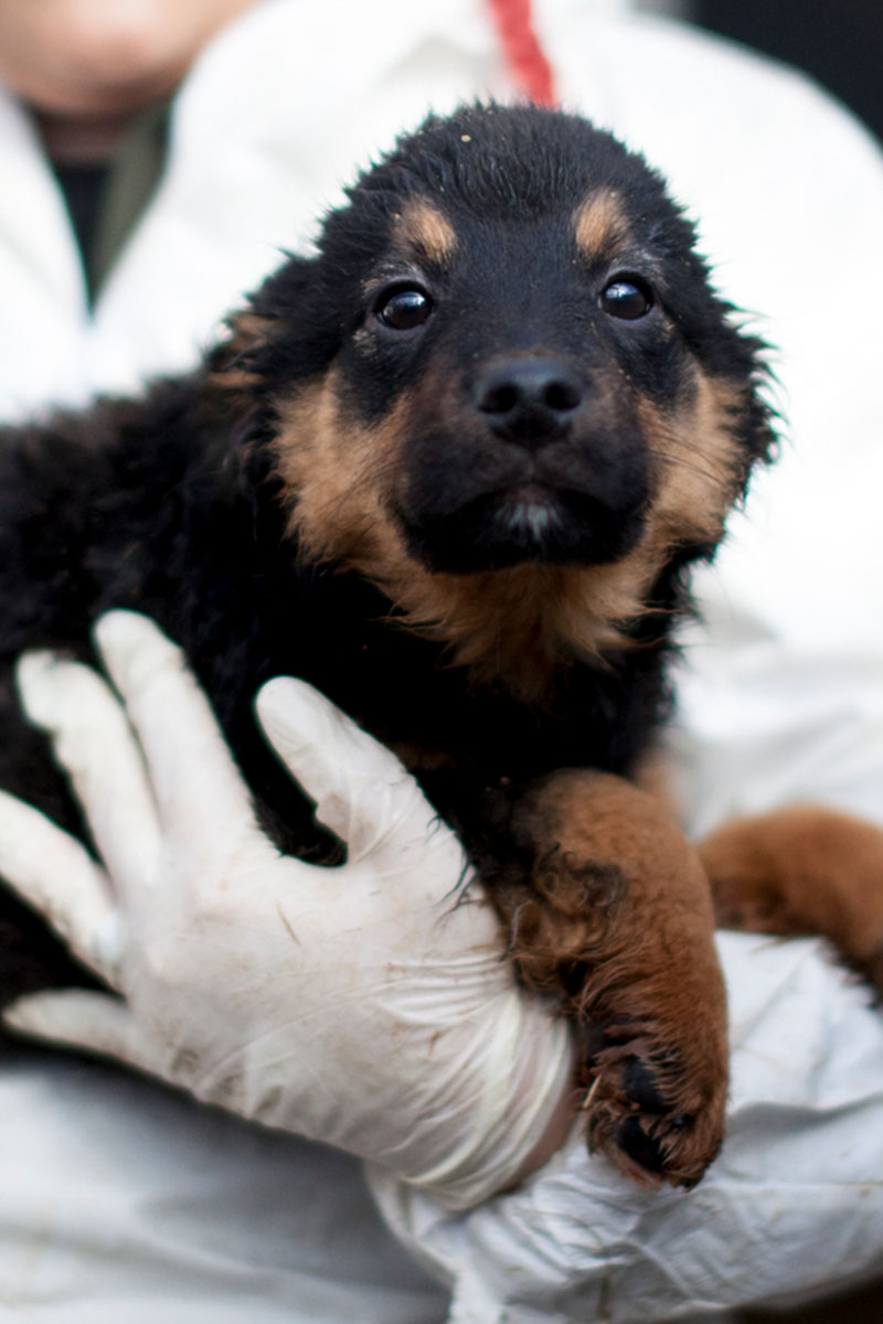 Gelato wird auf dem Arm gehalten und schaut in die Kamera