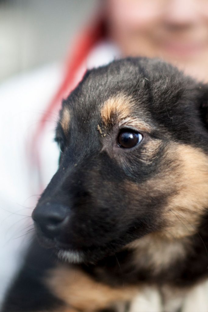 Strudel wird auf dem Arm gehalten und schaut zur Seite
