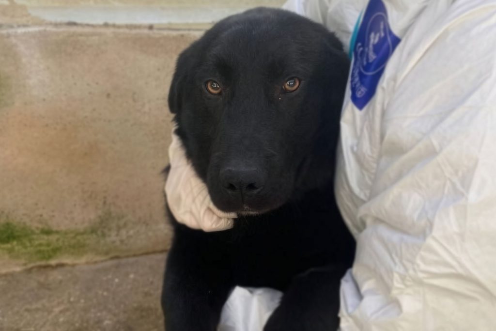 Nahaufnahme der schwarzen Junghündin Choco