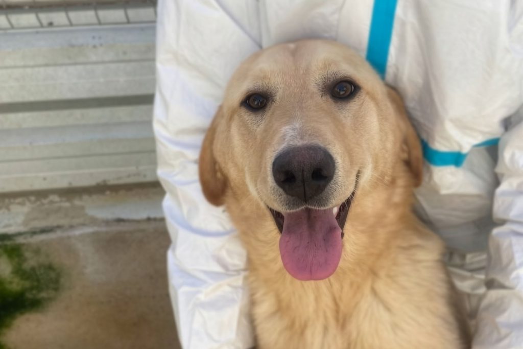 Die beige Vanilla schaut hechelnd und freundlich in die Kamera