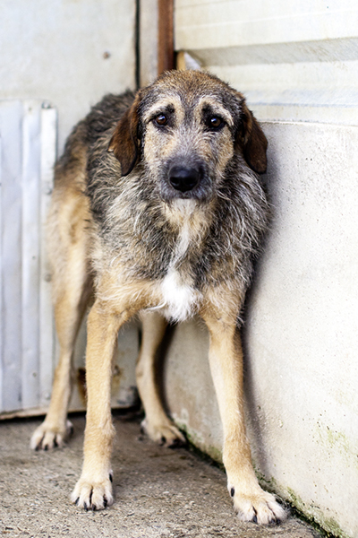 Scone steht in der Ecke und schaut ängstlich in die Kamera