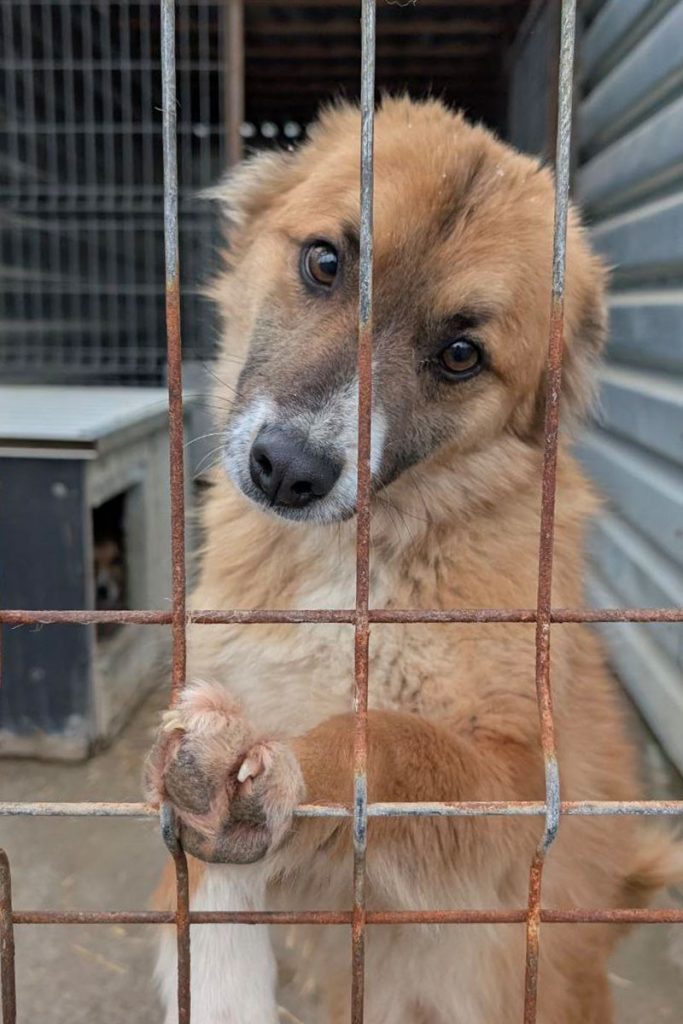 Rüde Jason schaut neugierig in die Kamera.