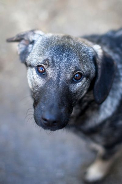Die graue Junghündin Fenchel schaut in die Kamera