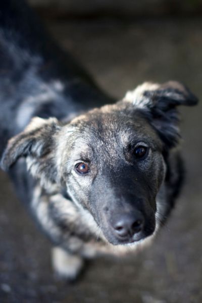 Die gestromte Junghündin Kümmel schaut in die Kamera