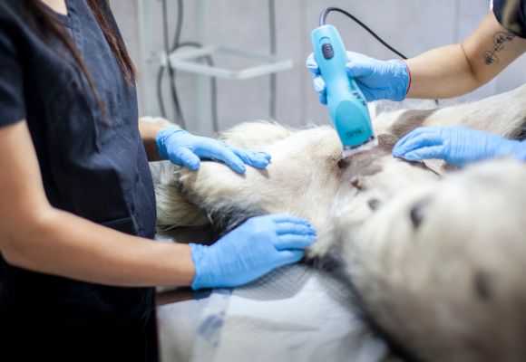 Hund wird für eine Kastration vorbereitet