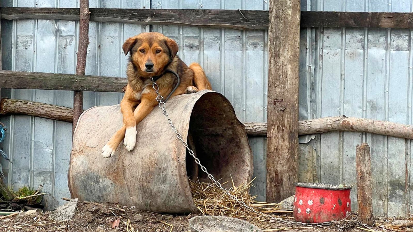 Hund an Kette liegt auf rostiger Tonne