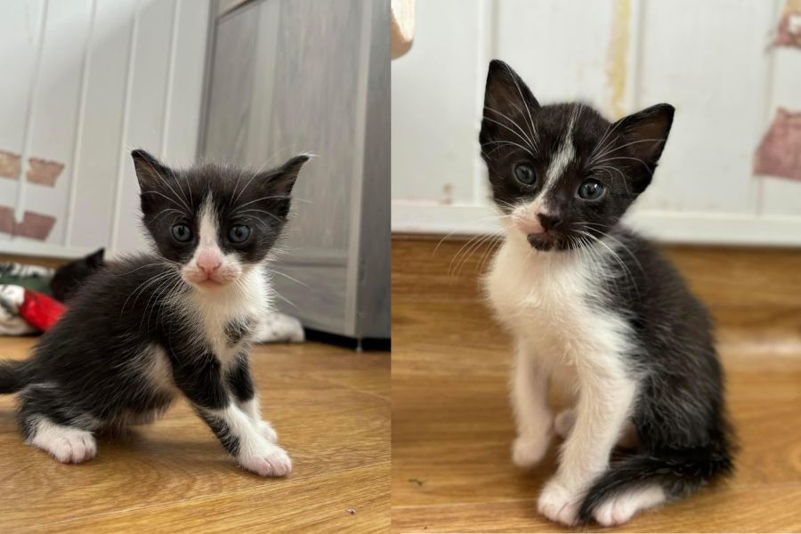 Merlin und Nemo als Kitten