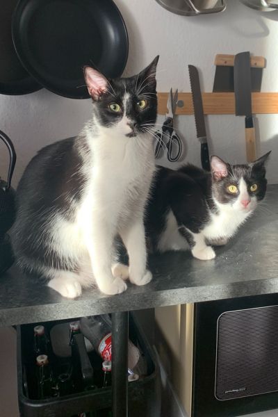 Merlin und Nemo haben ein Zuhause gefunden