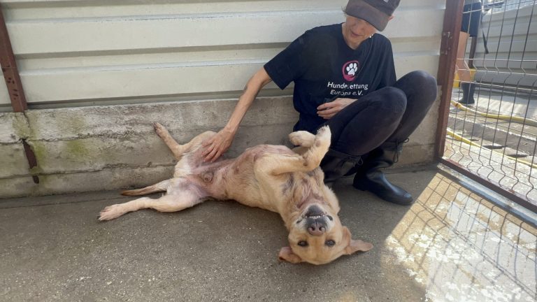 Ein Hund wird im Zwinger von einer Tierpflegerin gekrault