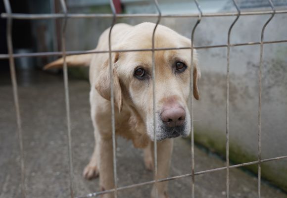 Beigen Hund hinter Gittern der in die Kamera schaut.