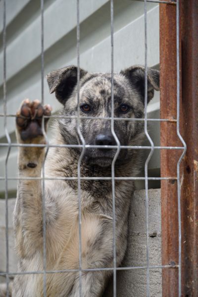 Rüde Tiger schaut traurig durch das Gitter seines Kennels.