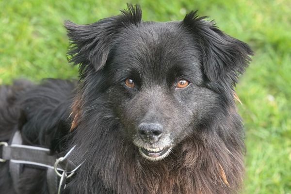 Rüde Mori schaut aufmerksam in die Kamera.