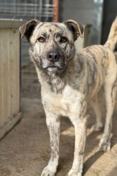 Rüde Tiger steht in seinem Kennel und schaut aufmerksam.