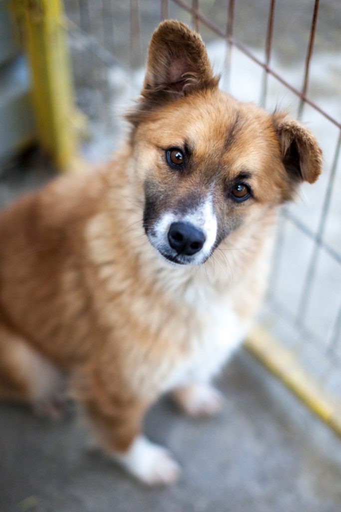 Rüde Jason schaut neugierig in die Kamera.