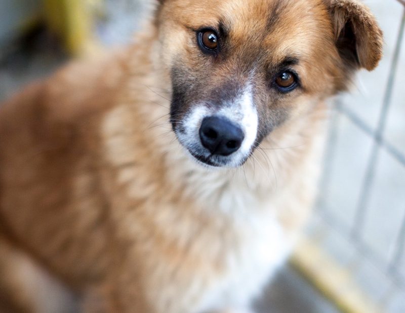 Rüde Jason schaut neugierig in die Kamera.